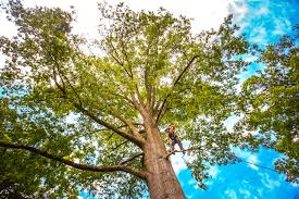 Professional Tree Services in Brookshire, TX